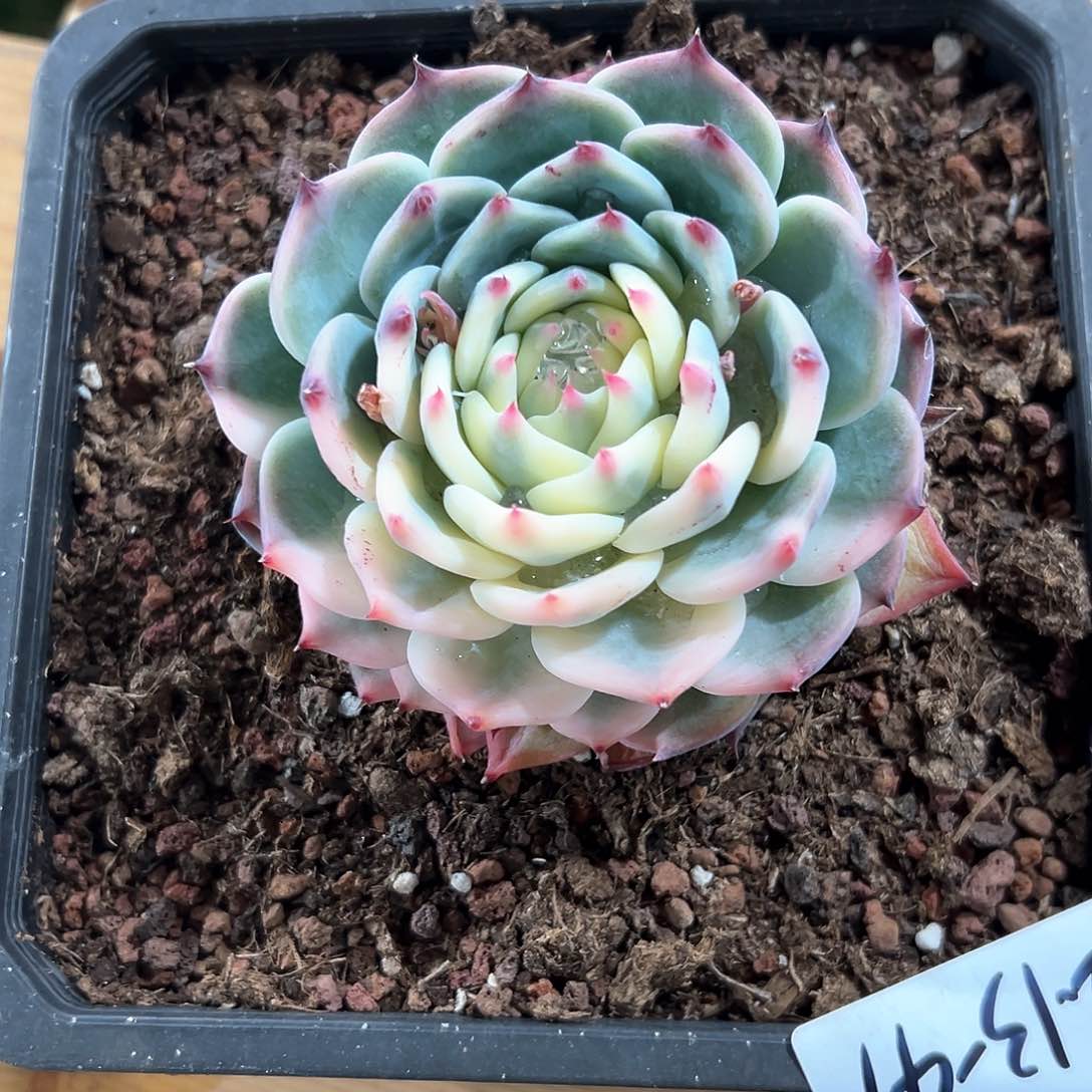 213-47吉娃娃锦多肉