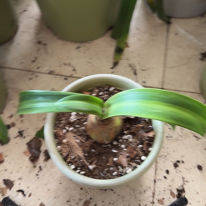 无花朵鬼P5+裸球发货