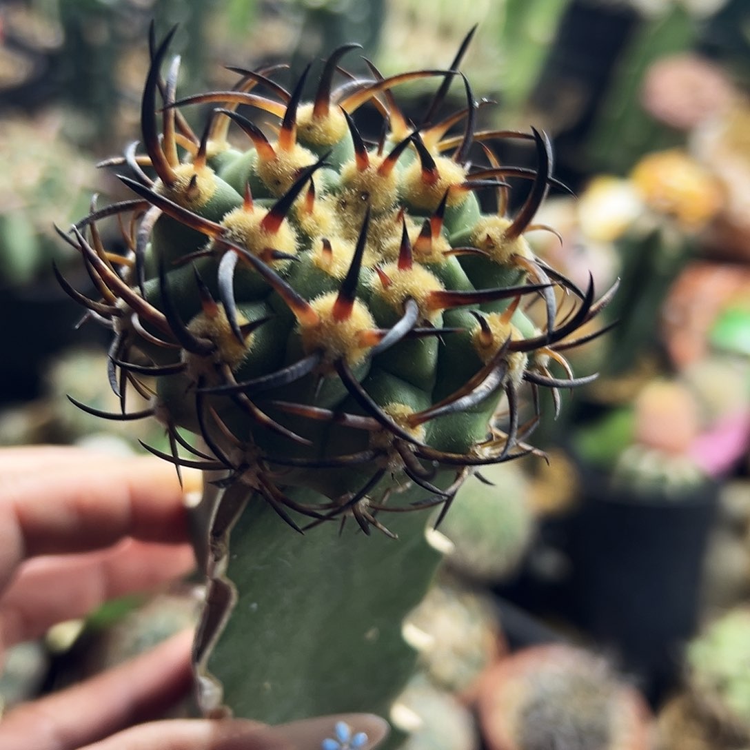 500津玉仙人球1111111111