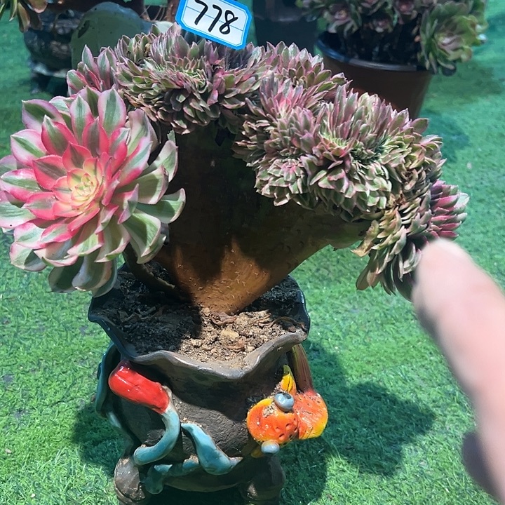 ****子778倾城缀化法师一颗