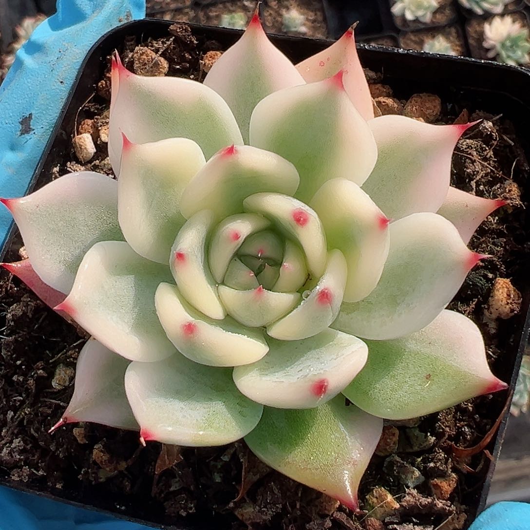 吉娃娃锦，覆轮锦