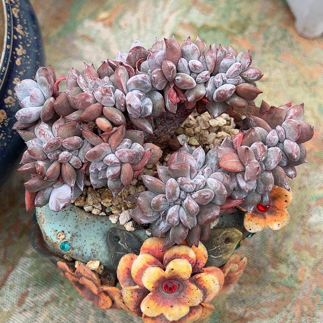 温***月岁月补差价糖心嫦娥树550
