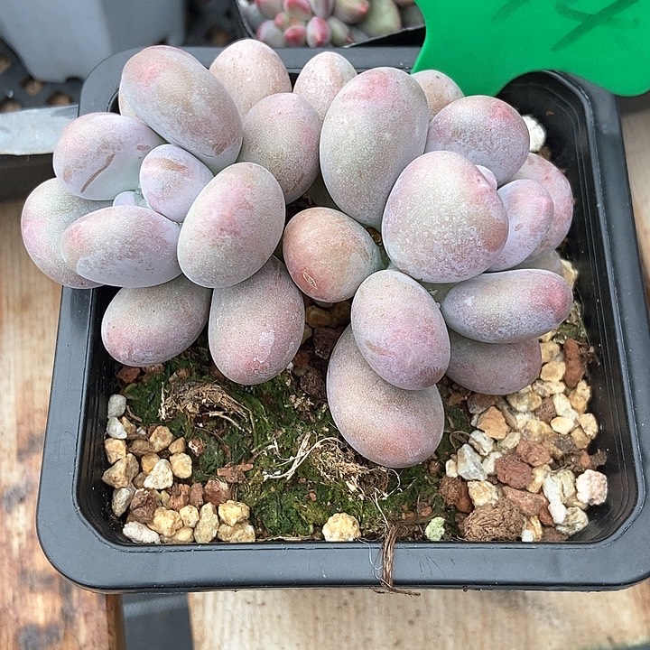 多肉植物994多肉