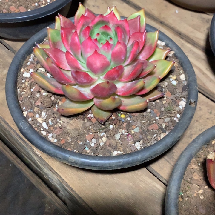 美肉特价活动开始啦