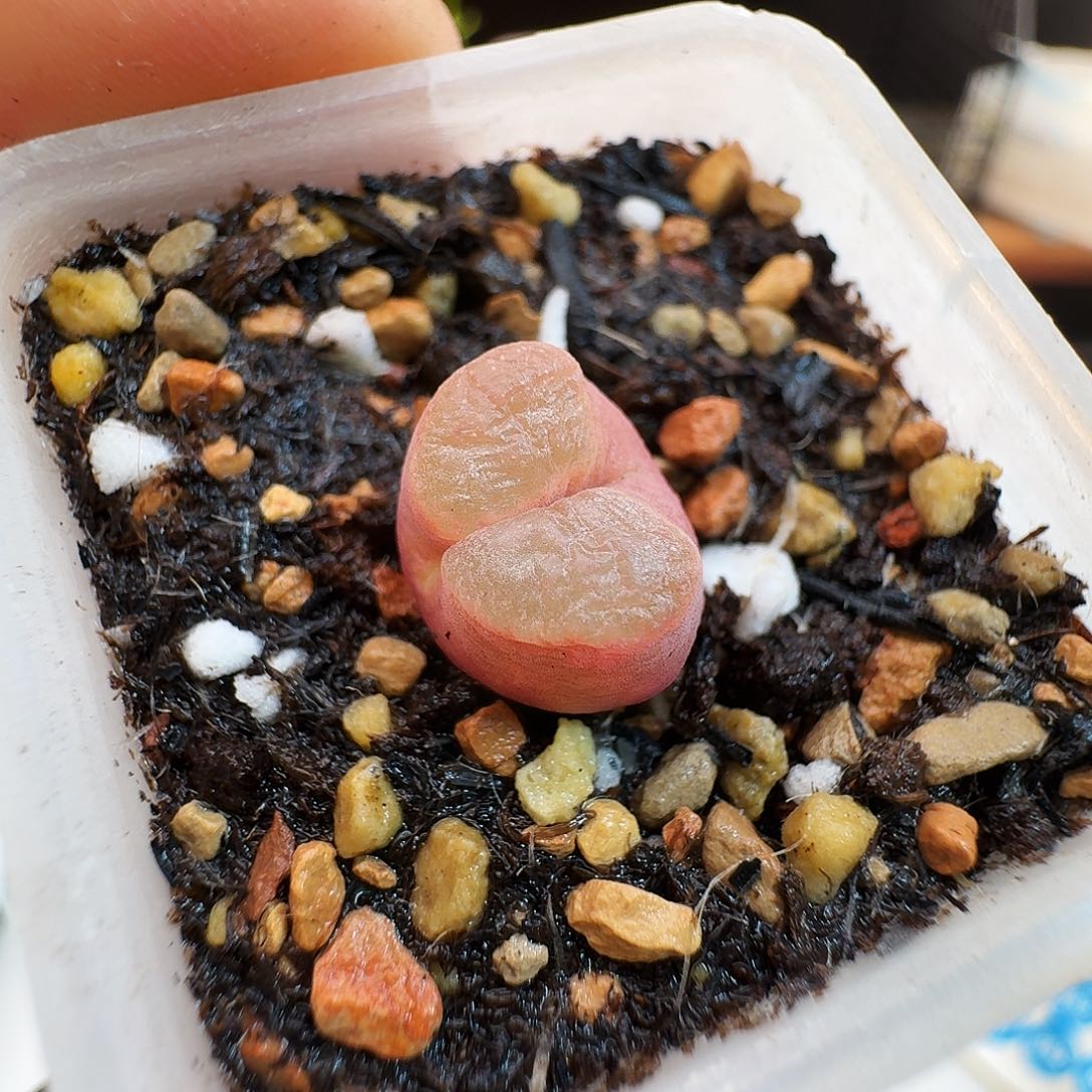 多肉植物福利肉锥果冻雪花磁铁839