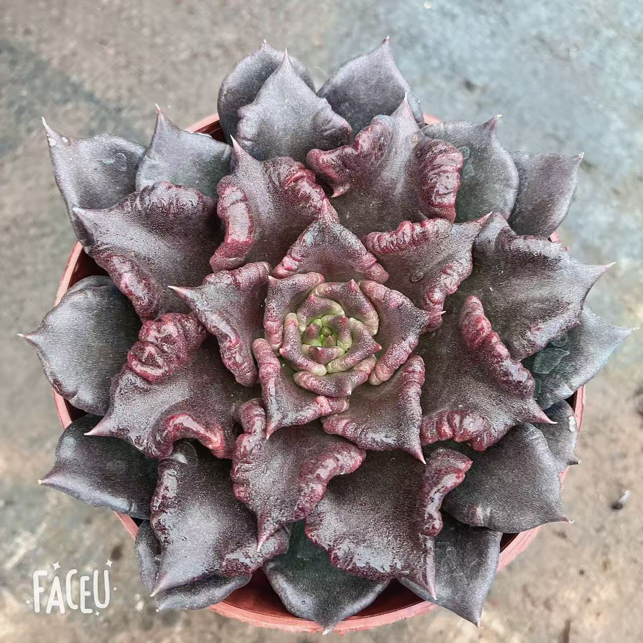 （黑饺子皮）满19包邮多肉植物以直播间实物为准