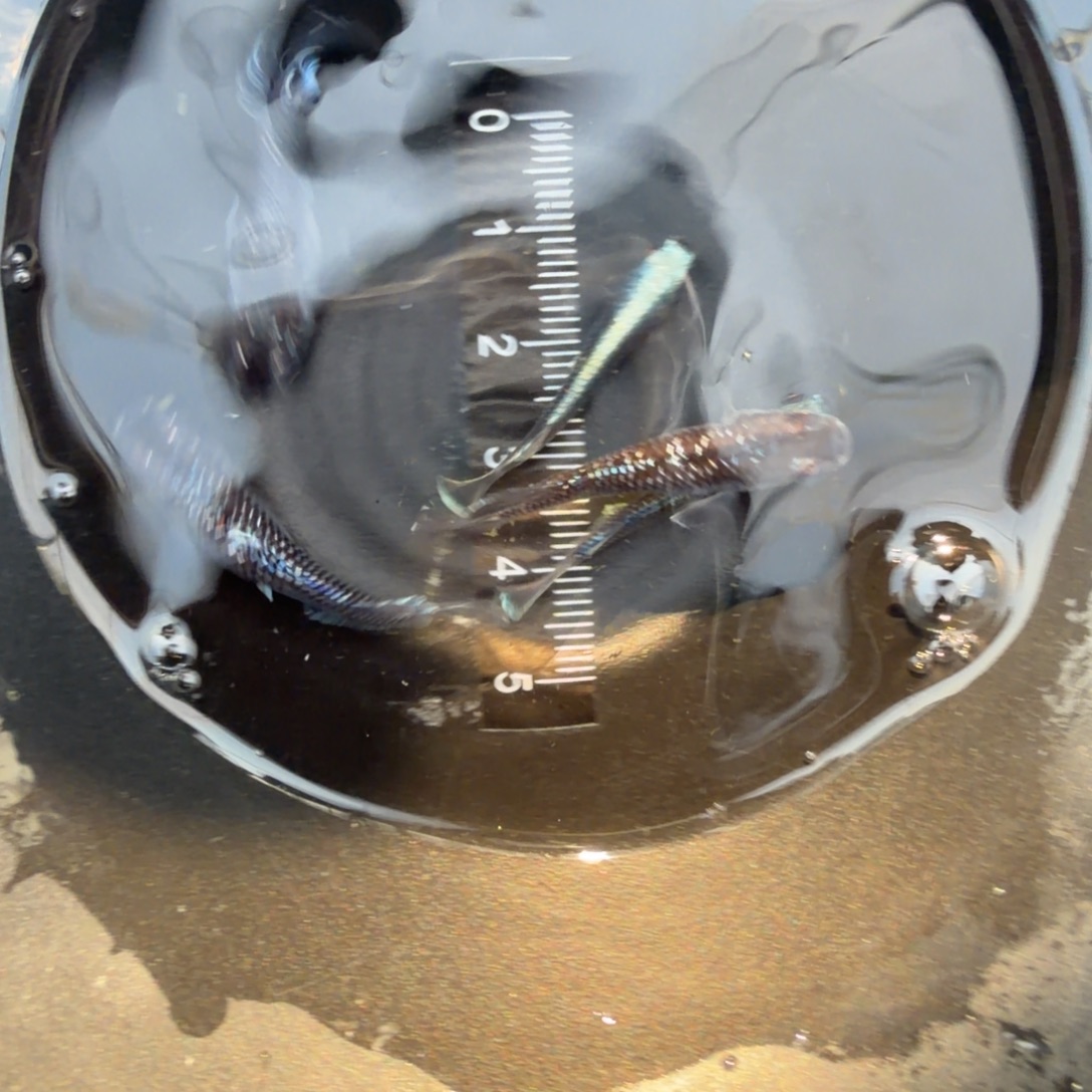 青鳉鱼观背青鳉14