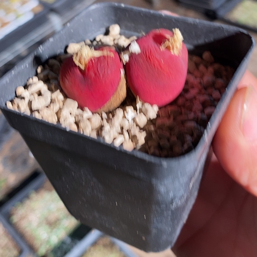 11397。 双头厚皮丝绒母本带盆蟠桃