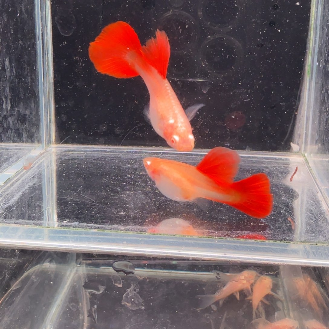 孔雀鱼大背血红2条母