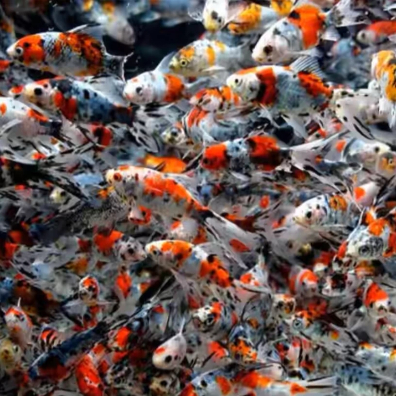 保底17条！5-7公分！源头渔场直发兰花草好养新手鱼