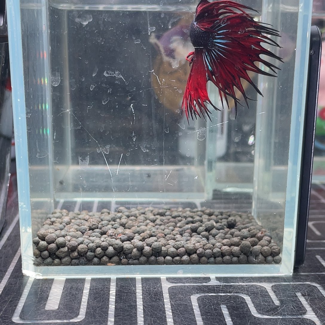 斗鱼13号125早黑毒