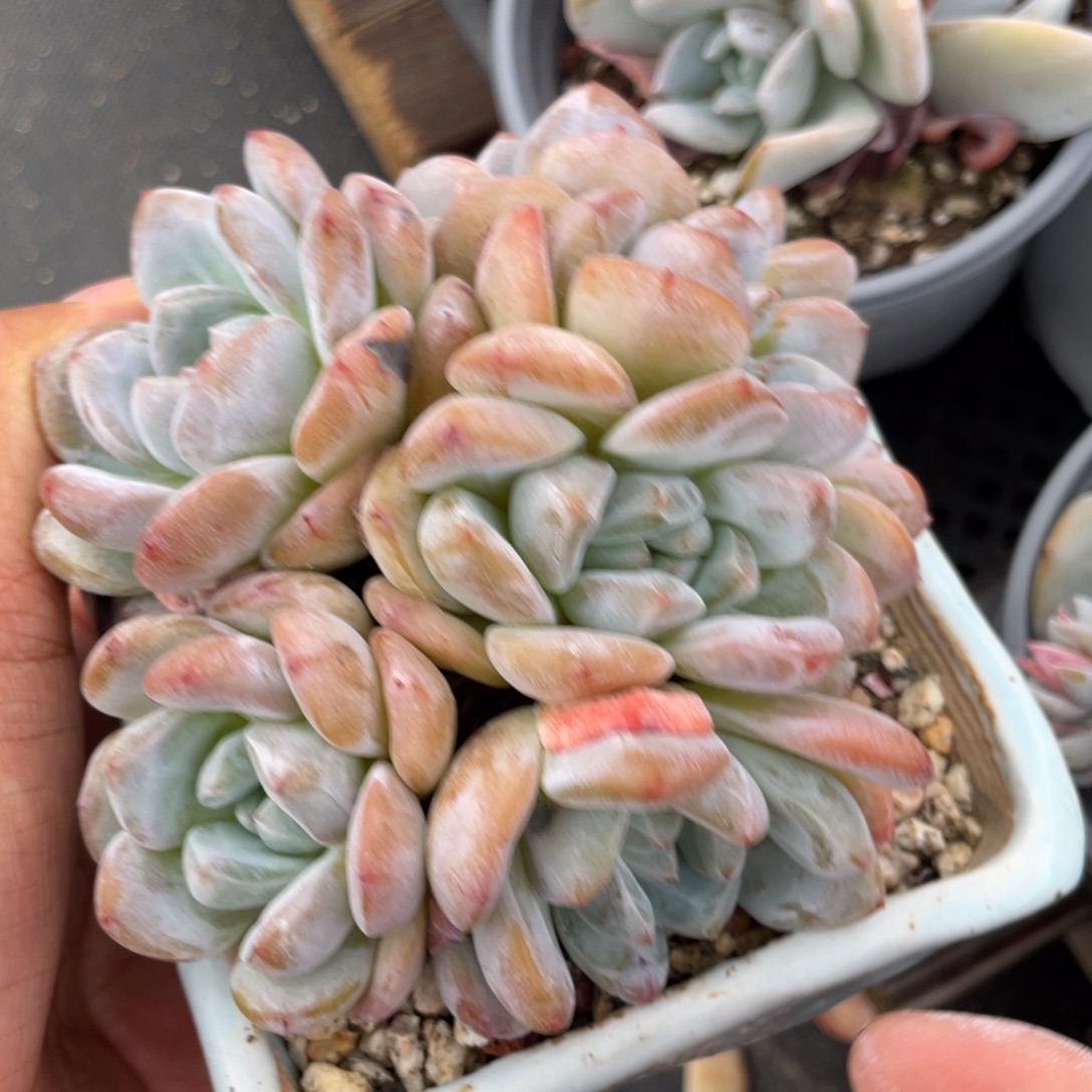 星影多头多肉植物