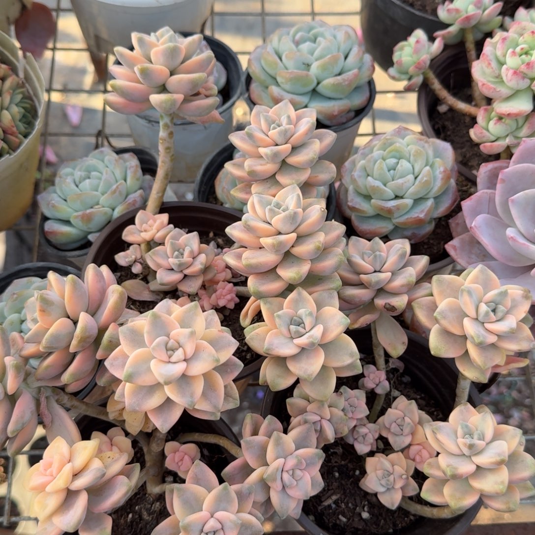 美杏锦三盆小老桩