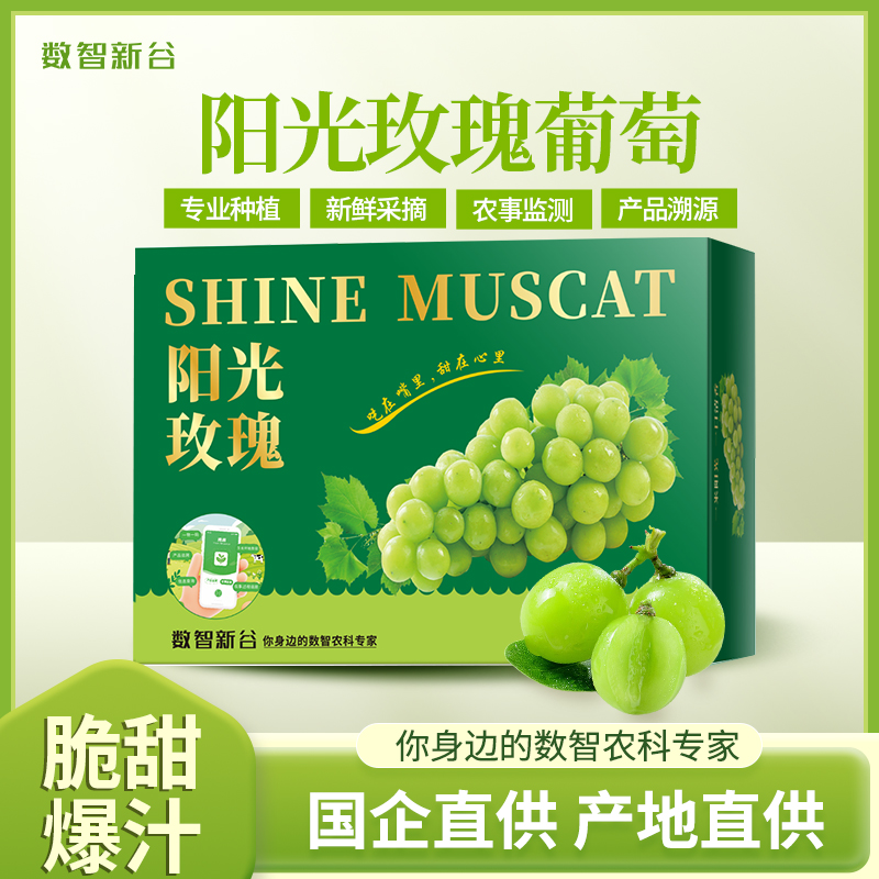 数智新谷【园区现采】-百亩葡萄园精心培育阳光玫瑰