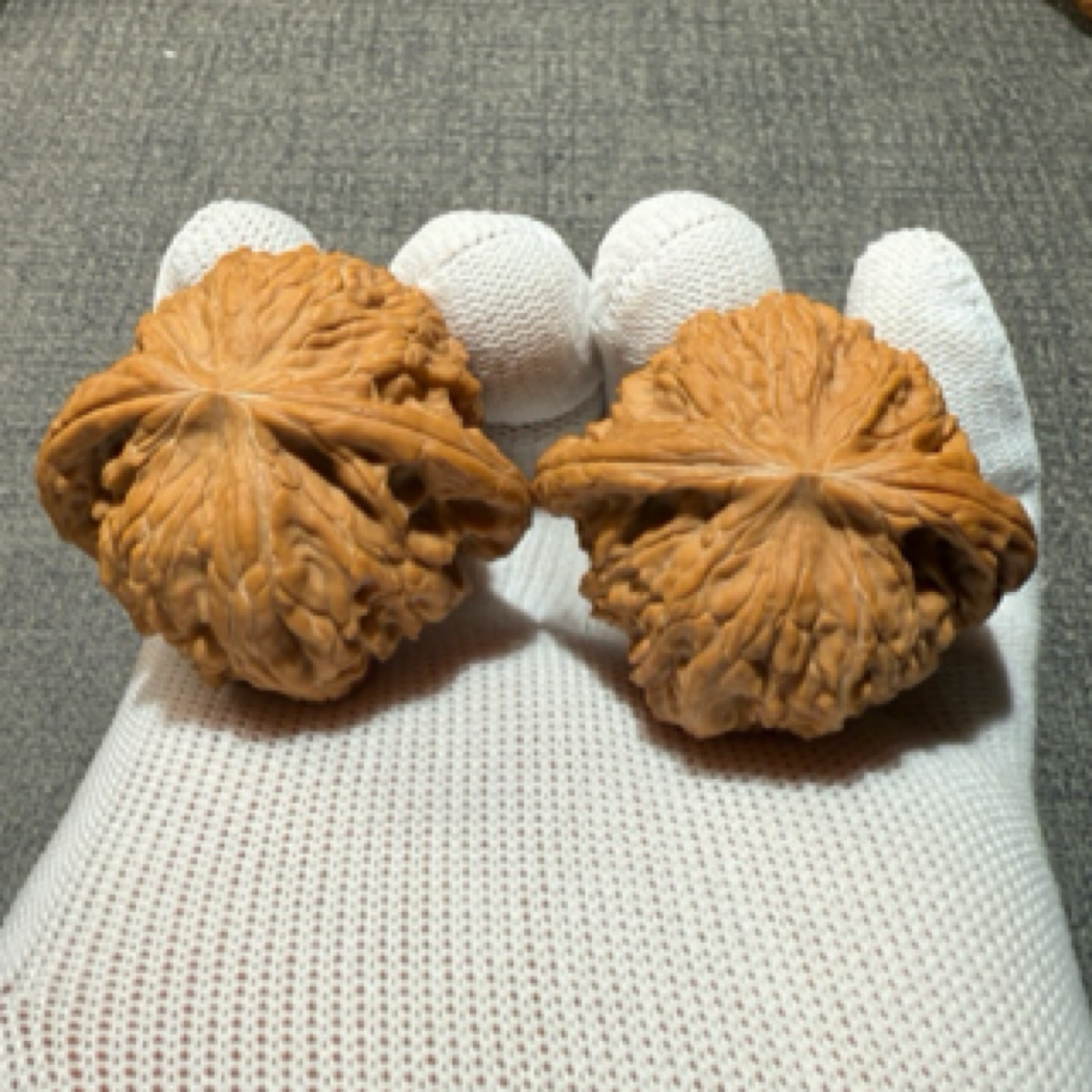 A62号磨盘狮子头、大红皮全品无修、稍微有点高低肩边44肚38高35