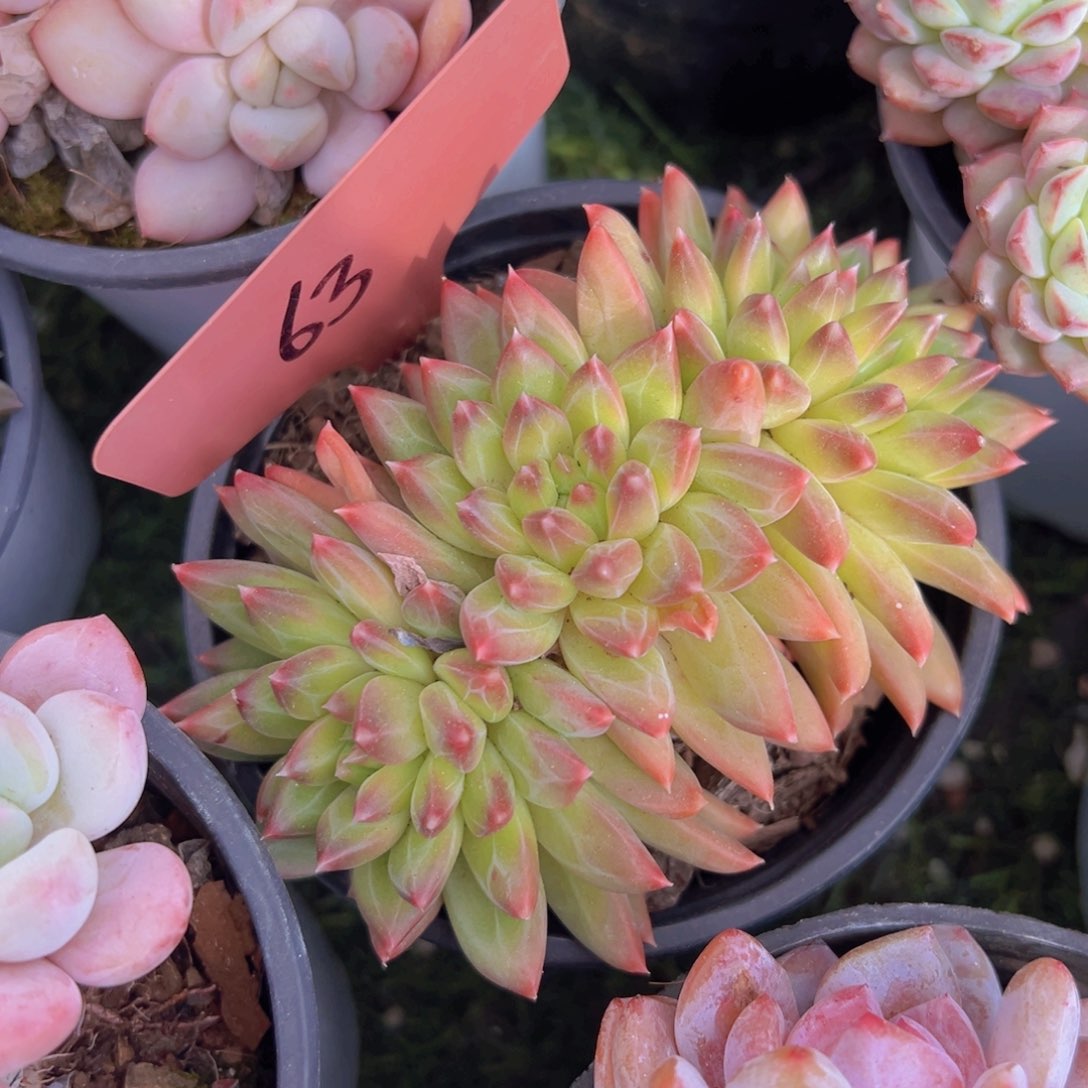 香玉的故事是一个人的故事