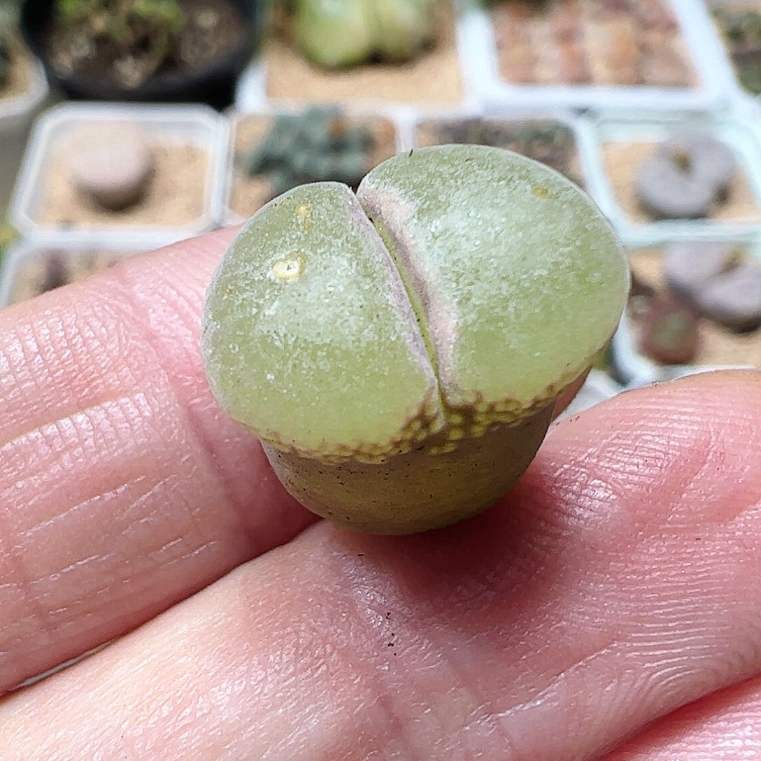无花朵粉红女郎一颗包邮