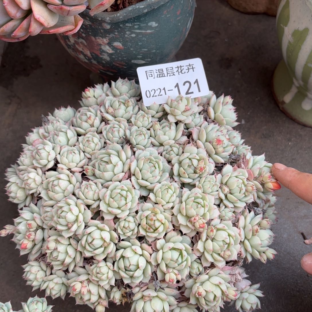 同温层多肉静夜121