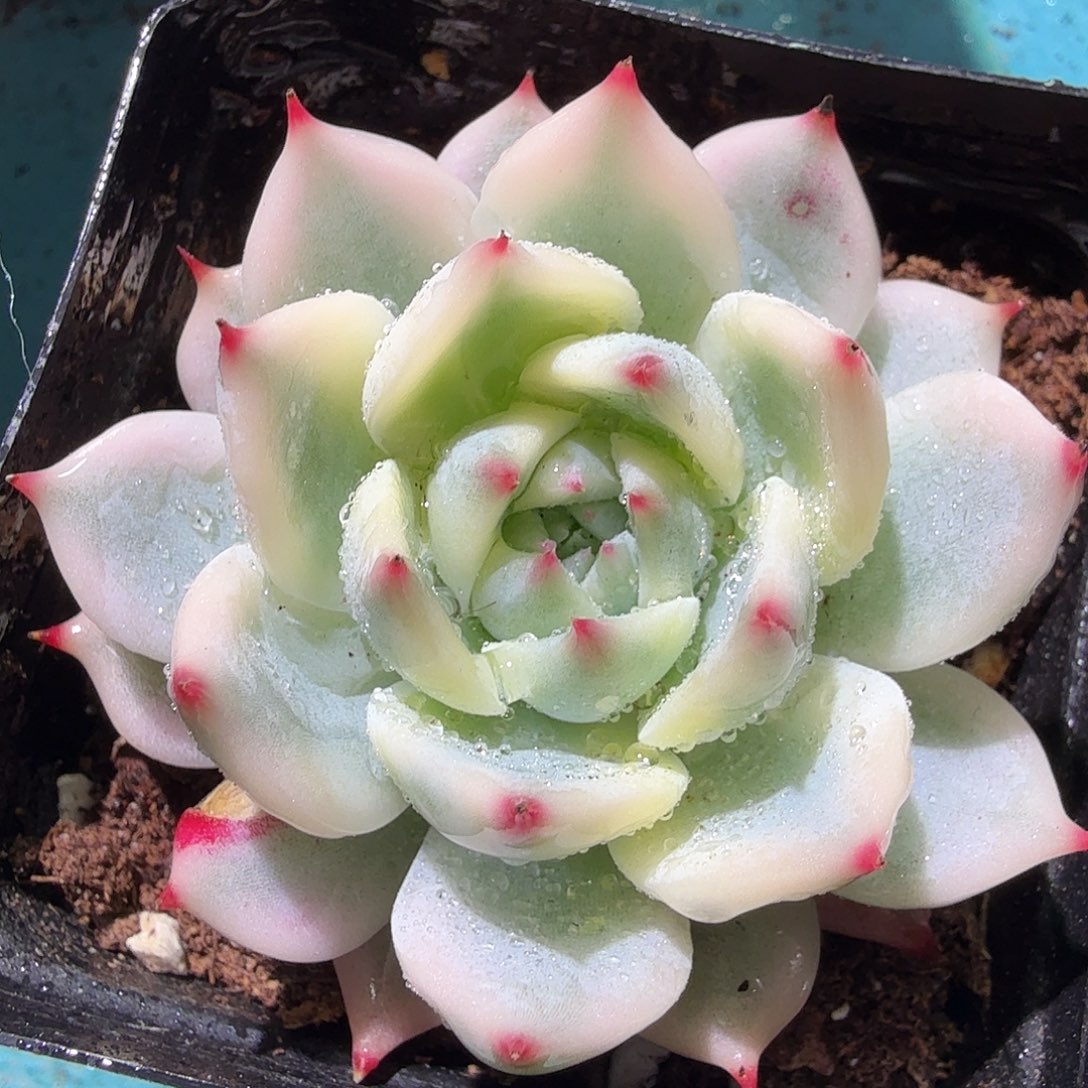 吉娃娃锦，多肉植物