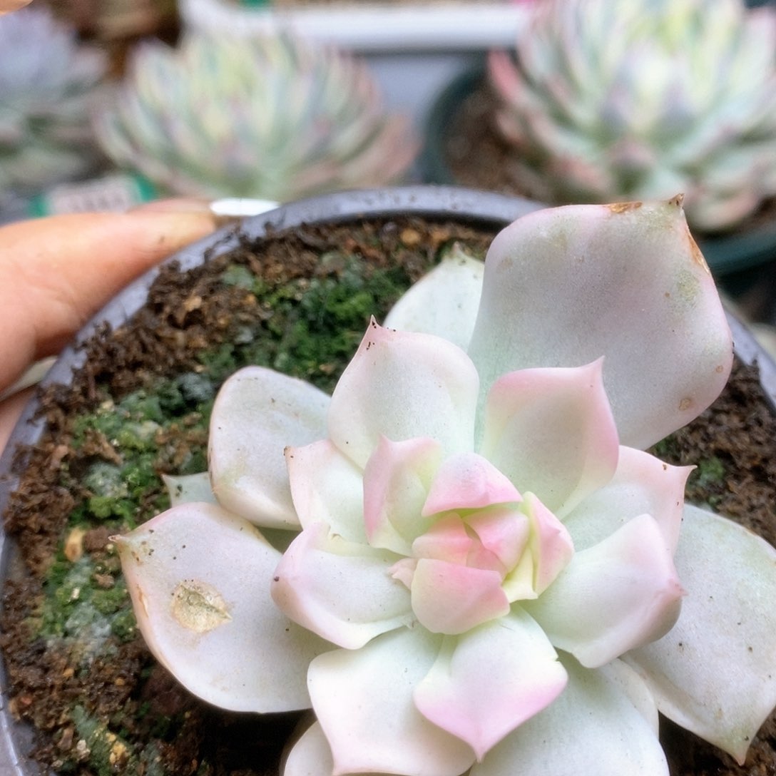 148白牡丹变异种锦锦锦