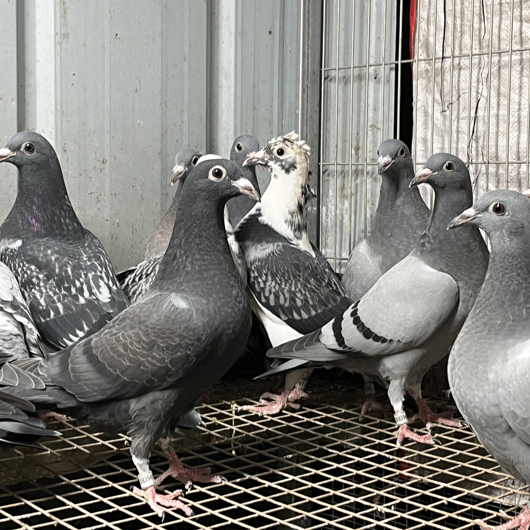 信鸽幼鸽种鸽成绩鸽子代