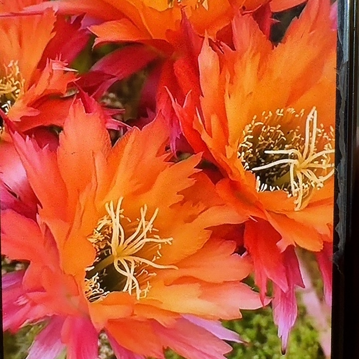 超级杏侧芽5公分毛花柱短刺