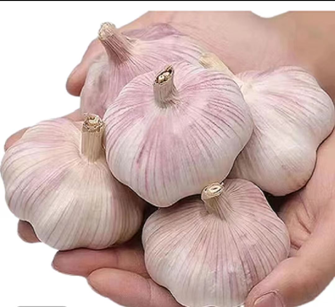 湖北随州新晒紫白皮干蒜农家大蒜辛辣提香可吃可种高品质