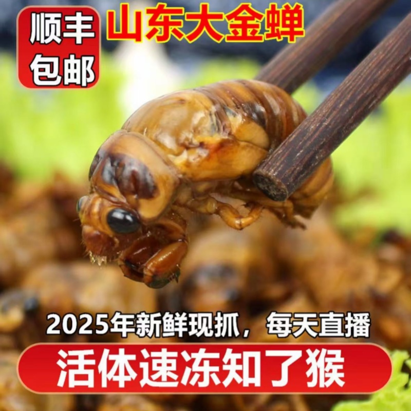 京东顺丰2025年速冻新鲜金蝉50只100只200只知了猴 可烤可炸