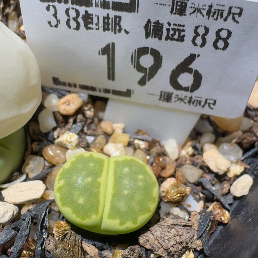 zzzz精品生石花196