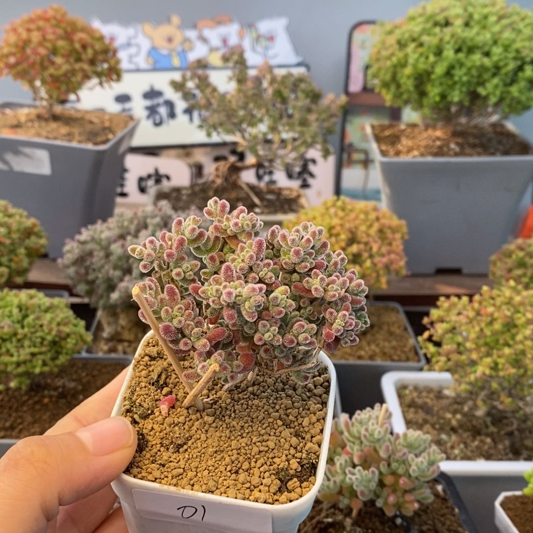 001优选冰晶枝干番杏