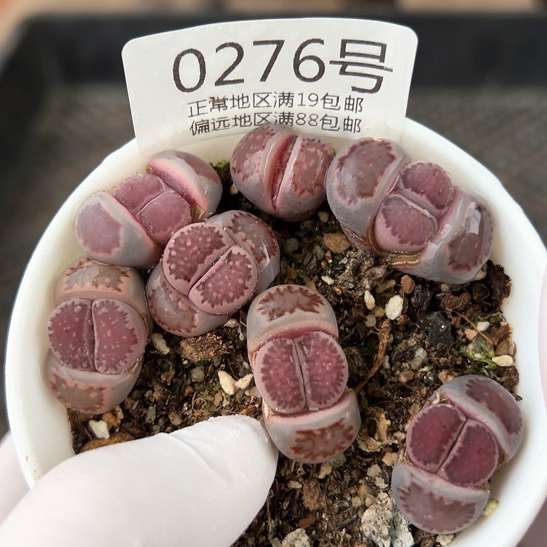 好养易活生石花大母本0276清盒价