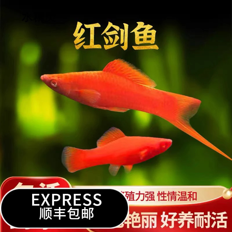 适合新手的红剑鱼小型热带胎生观赏鱼包邮