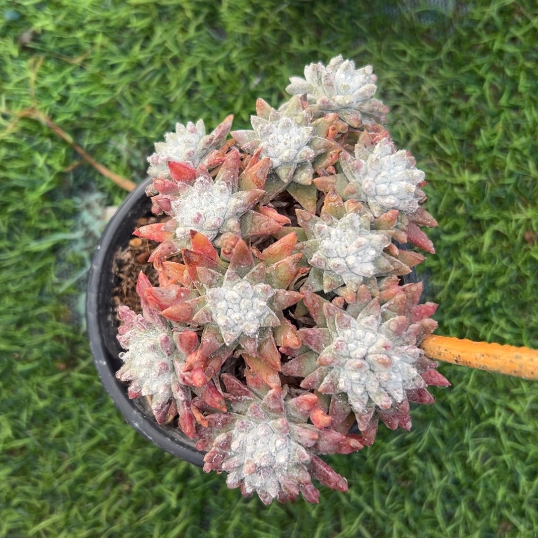 大脸白菊……一物一拍2667