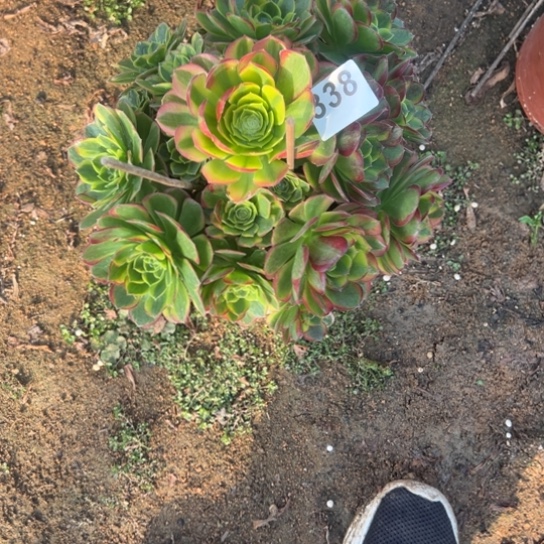 338奶白多肉植物花花