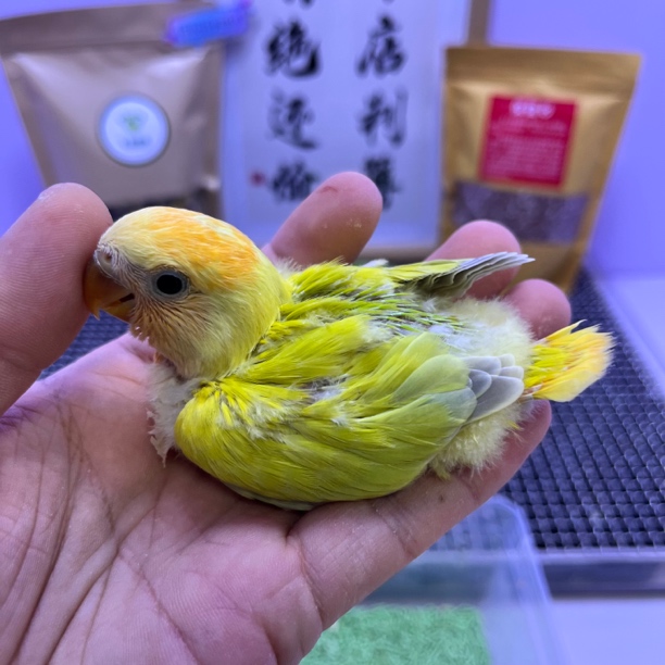 精品金头澳闪公L35321-桃面鹦鹉