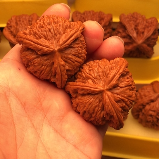 核桃核桃核桃核桃