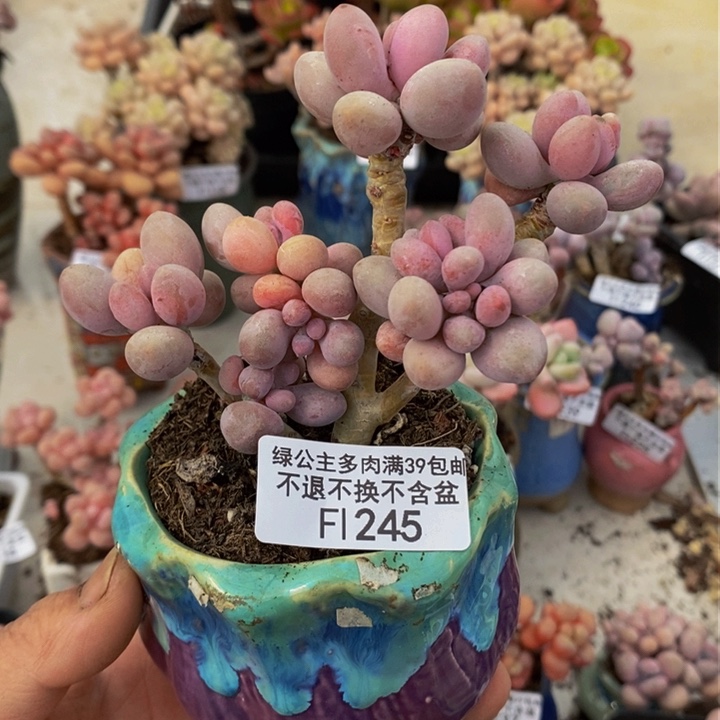 汤圆树8cm245多肉植物