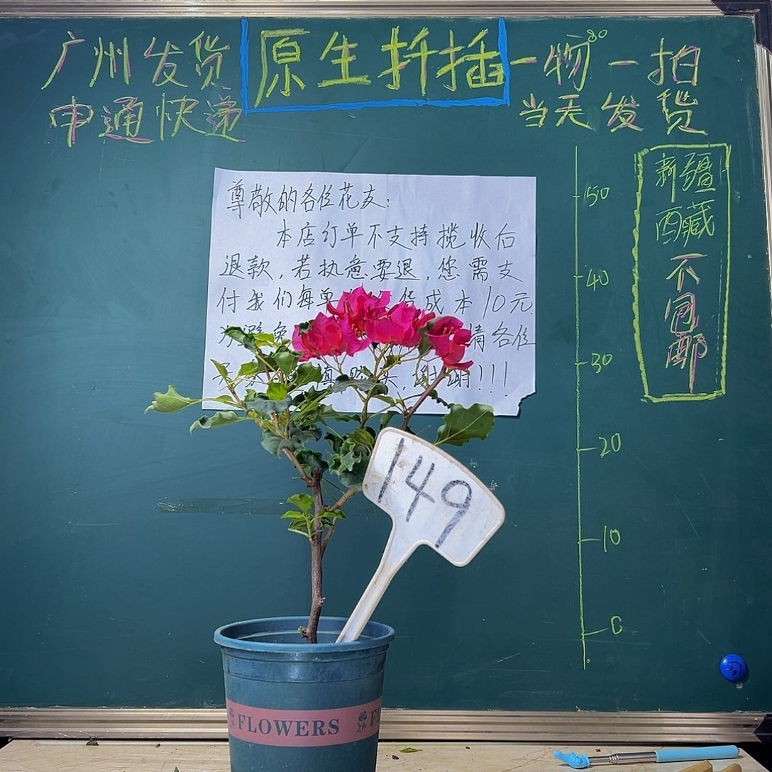 当前无花栽培后可以开花  福利 蒙娜丽莎红  149