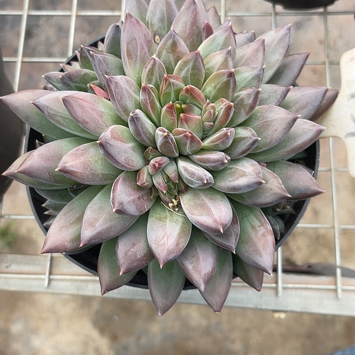 (***)两单包邮，一物一拍137