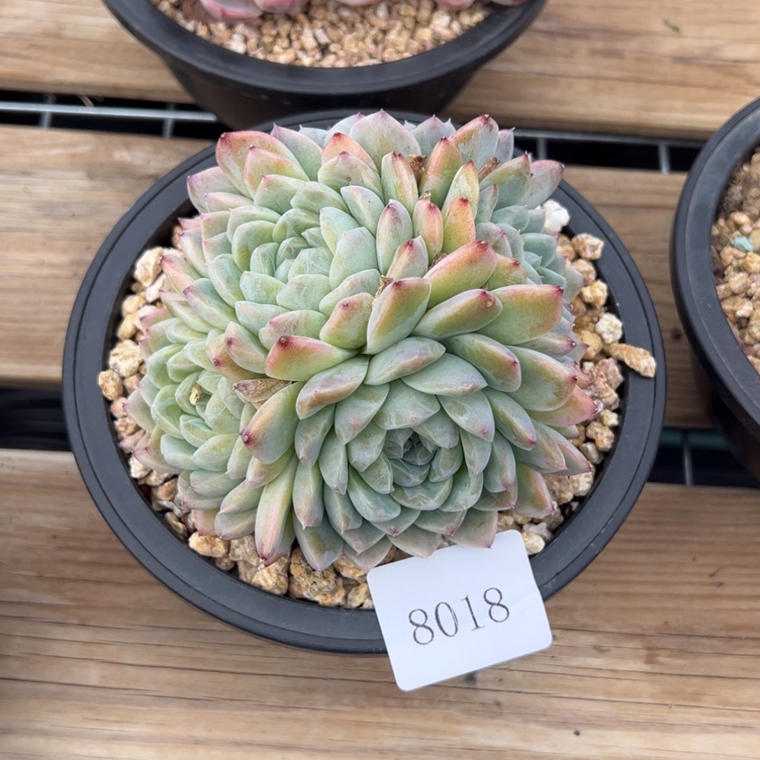 米*丫8018多肉多多多多