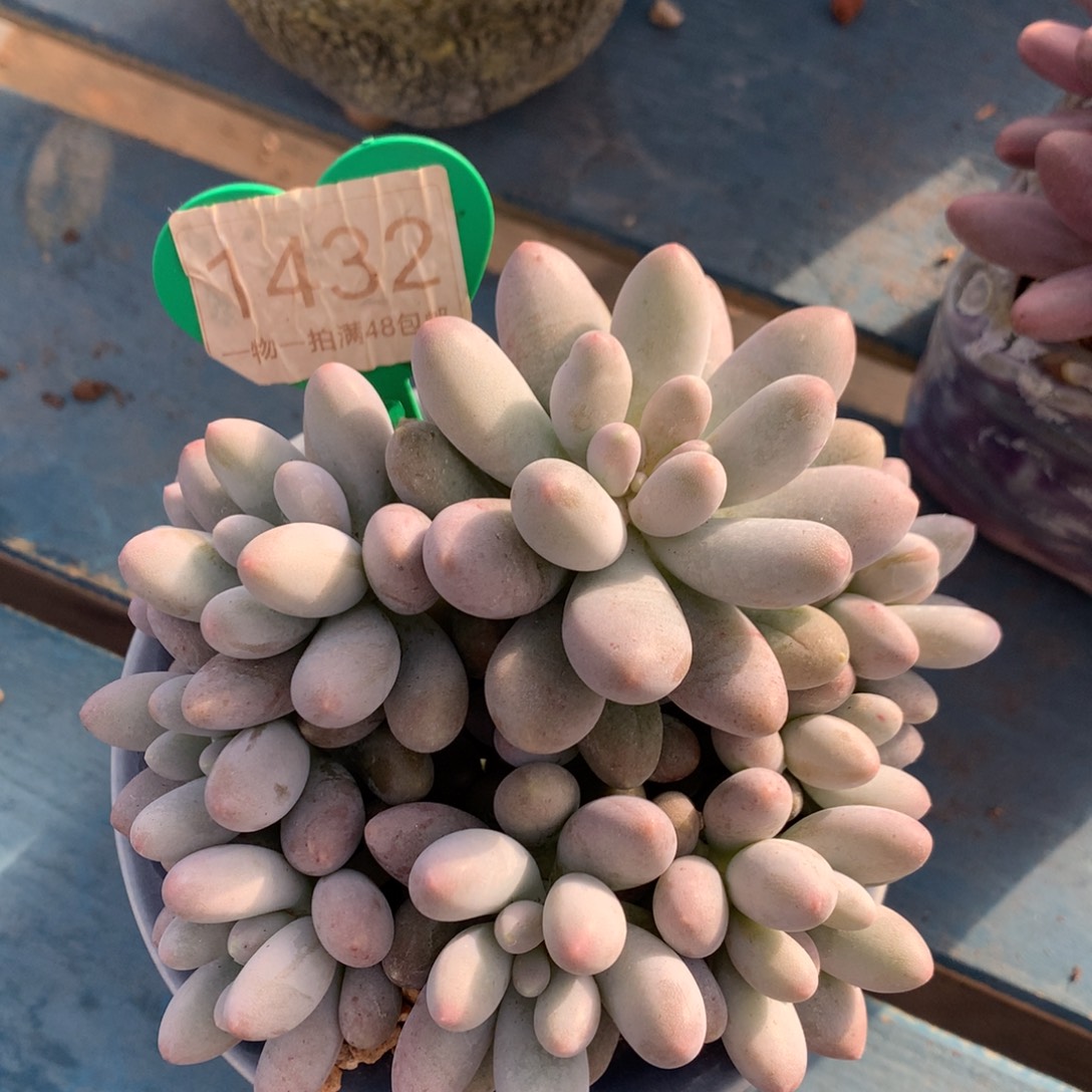 桃花奶无砍一物一拍1432