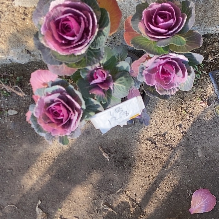 无花朵羽衣甘蓝一号12.88