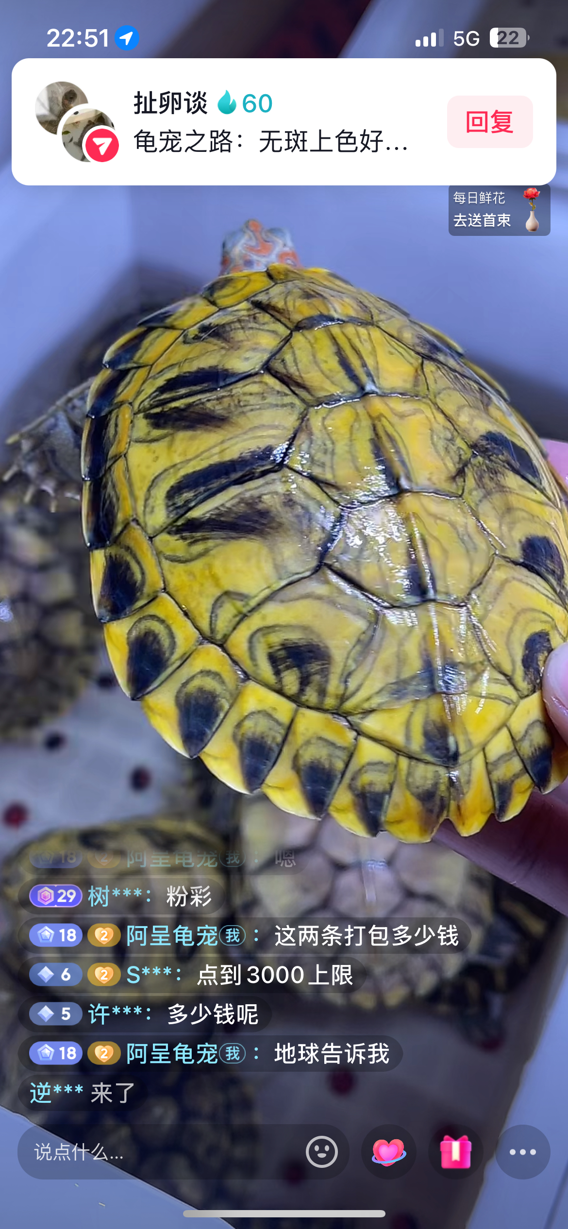 蜡笔巴西母龟蜡笔母蜡笔