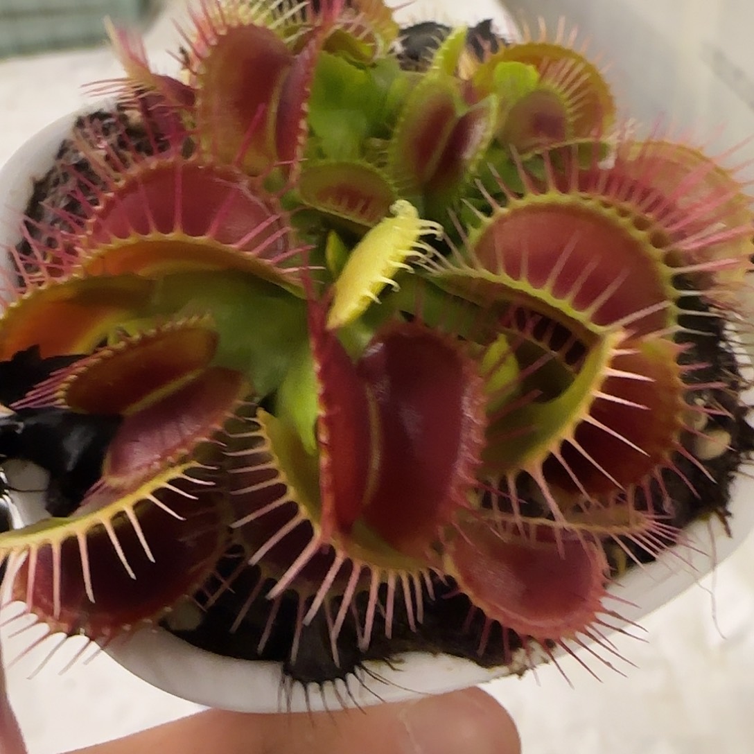 可****无花朵专拍捕蝇草