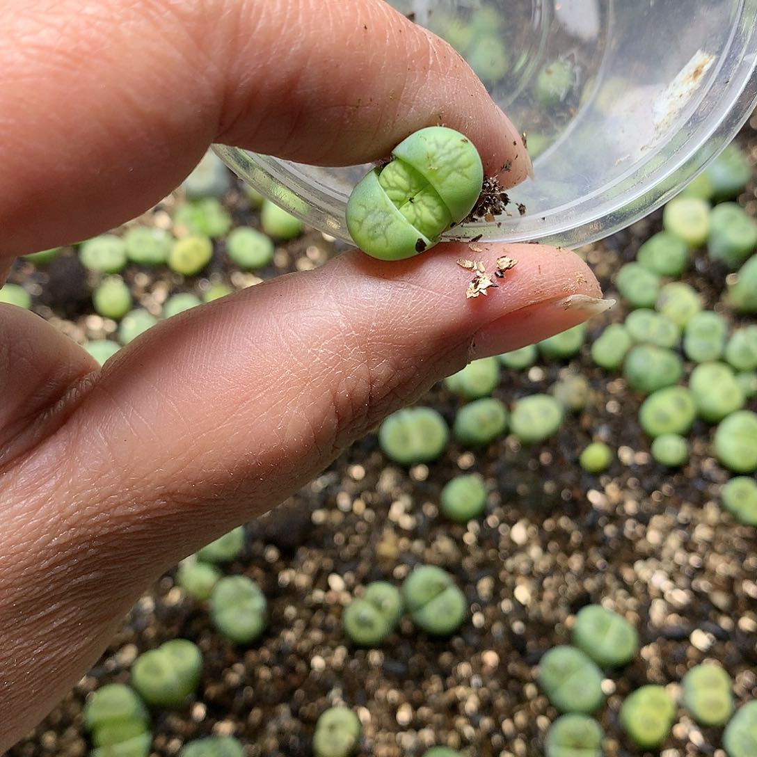 新**选G222多肉植物保护