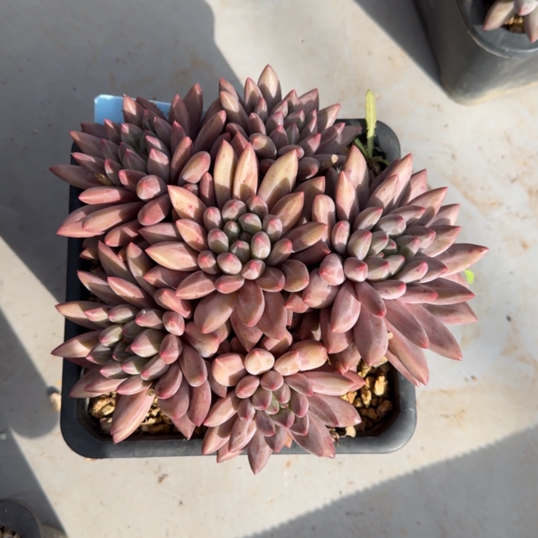 百***里阿原精品多肉红蜻蜓