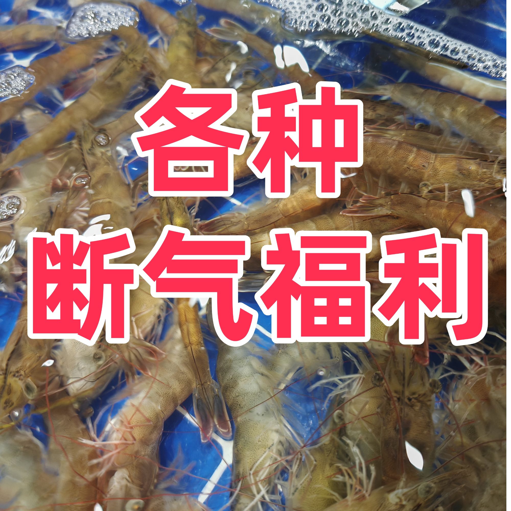 各种断气福利【老笨生鲜】手慢没有500g