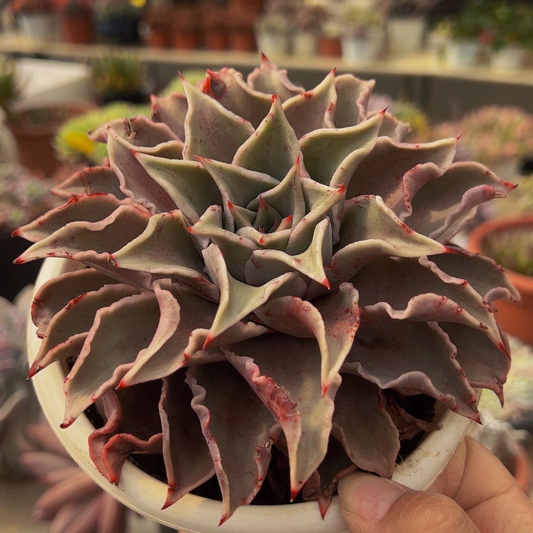 饺子皮大单头多肉