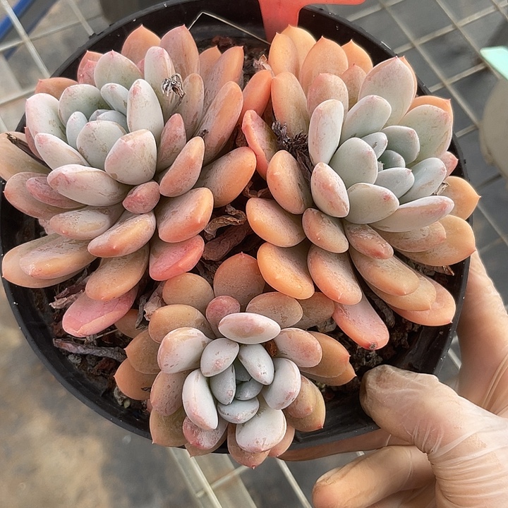 两单包邮，一物一拍347杂交