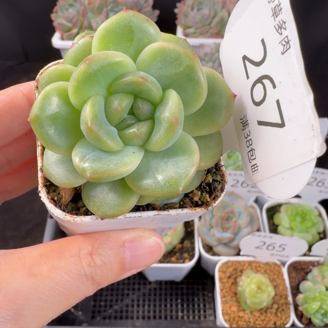 瑶瑶珍妮双头福利267号